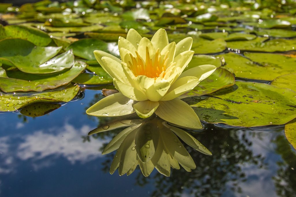 lotusense lotos żółte płatki