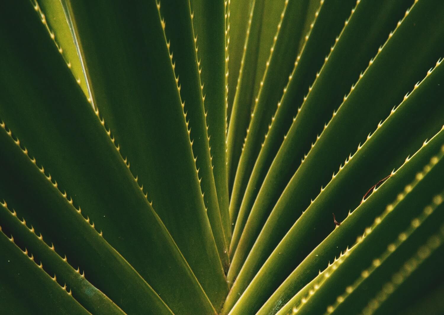 aloes w kosmetyce liście aloesu